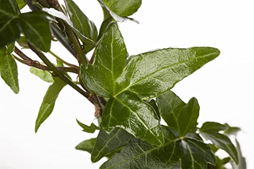 Hedera helix ca. 9x9 cm Topf - Efeu, immergrün, ideal für Wände und Zäune, pflegeleicht, winterhart, luftreinigend von PlantaPro