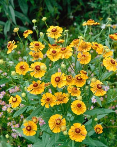 Helenium x cult. 'Goldrausch' P1 - Sonnenbraut Staude, Gelb-Orange Blüten, Sommerblüher, Bienenfreundlich, Pflegeleicht, 1 Pflanze von PlantaPro