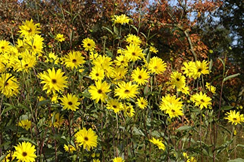 Helianthus atrorubens P 1 Rauhaarige Stauden-Sonnenblume,winterhart, deutsche Baumschulqualität, im Topf für optimales anwachsen von PlantaPro