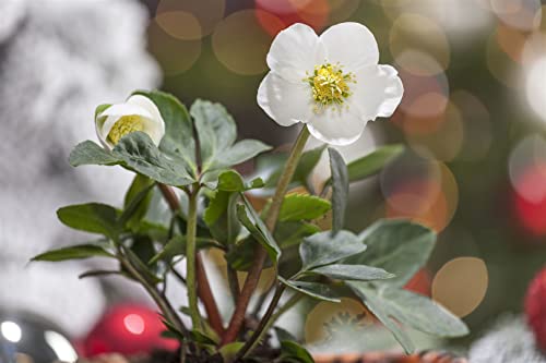 Helleborus niger P 1 Christrose,winterhart, deutsche Baumschulqualität, im Topf für optimales anwachsen von PlantaPro