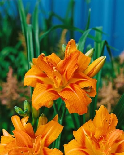 Hemerocallis fulva 'Kwanso' ca. 11x11 cm Topf - Taglilie, orange-rote gefüllte Blüten, Blütezeit Juni-August, ideal für Rabatten, pflegeleicht und robust Hemerocallis fulva 'Kwanso' ca. 11x11 cm Topf - Taglilie, orange-rote gefüllte Blüten, Blütezeit Juni-August, ideal für Rabatten, pflegeleicht und robust von PlantaPro