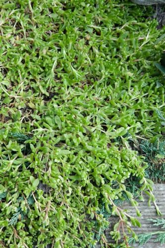 Herniaria glabra ca. 9x9 cm Topf - Teppich-Steinbrech, dichte grüne Polster, ideal als Bodendecker, pflegeleicht, winterhart von PlantaPro