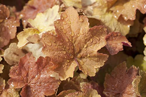 Heuchera villosa 'Caramel' -R- P 0,5 Garten-Purpurglöckchen 'Caramel',winterhart, deutsche Baumschulqualität, im Topf für optimales anwachsen von PlantaPro