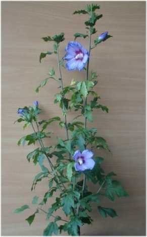 Hibiscus blau blühend Hibscus Blue Bird 60 cm hoch im 3 Liter Pflanzcontainer von PlantaPro