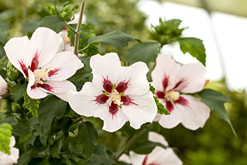 Hibiscus syriacus 'Hamabo' 3 L 40-60 Garteneibisch 'Hamabo',winterhart, deutsche Baumschulqualität, im Topf für optimales anwachsen von PlantaPro