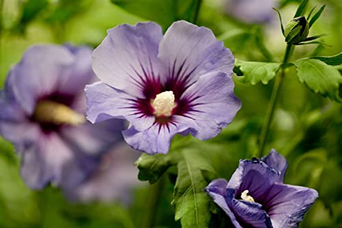 Hibiscus syriacus 'Marina' 3 L 40-60 Garteneibisch 'Marina',winterhart, deutsche Baumschulqualität, im Topf für optimales anwachsen von PlantaPro