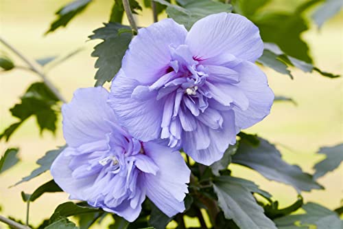 Hibiskus 'Blue Chiffon' - Hibiscus syriacus, Winterhart, Blaue Blüten, 60-80cm, C5 Topf, Zierstrauch von PlantaPro