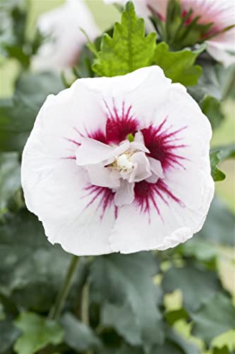 Hibiskus 'Lady Stanley' C5 60-80cm - Winterharte Garten-Eibisch, Blütenreich, Rosa-Weiß, Zierstrauch von PlantaPro