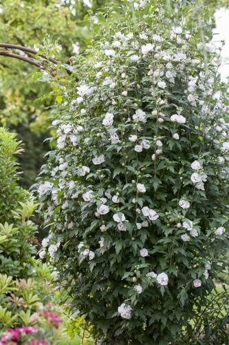 Hibiskus 'Speciosus' C5 60-80cm - Winterharter Garten-Eibisch, Blütenreich & Pflegeleicht, Zierstrauch von PlantaPro