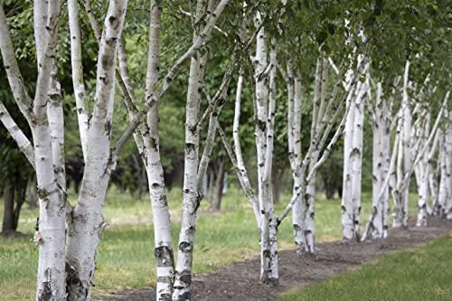 Himalaya-Birke Betula utilis C7,5 | Winterhart & Dekorativ | 60-100cm Gartenbaum | Robuste Rinde & Leuchtend Gelbe Herbstfärbung von PlantaPro