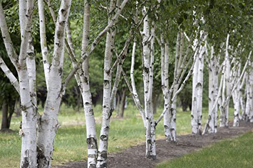 Betula utilis 60-100 cm - Himalaya-Birke, weiße Rinde, ideal für Einzelstellung, winterhart, pflegeleicht Betula utilis 60-100 cm - Himalaya-Birke, weiße Rinde, ideal für Einzelstellung, winterhart, pflegeleicht von PlantaPro