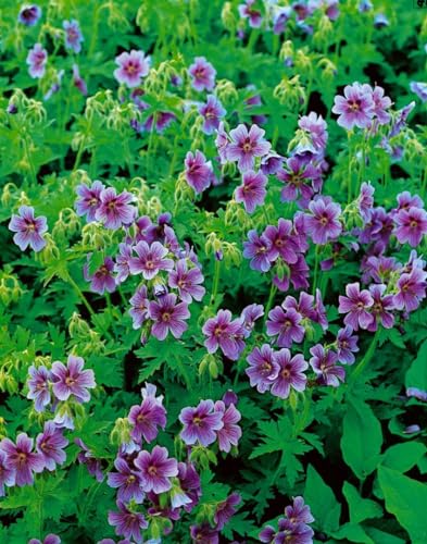 Geranium himalayense ca. 9x9 cm Topf - Himalaya-Storchschnabel, violett-blaue Blüten, Blütezeit Mai-Juli, ideal für Rabatten, pflegeleicht und winterhart Geranium himalayense ca. 9x9 cm Topf - Himalaya-Storchschnabel, violett-blaue Blüten, Blütezeit Mai-Juli, ideal für Rabatten, pflegeleicht und winterhart von PlantaPro