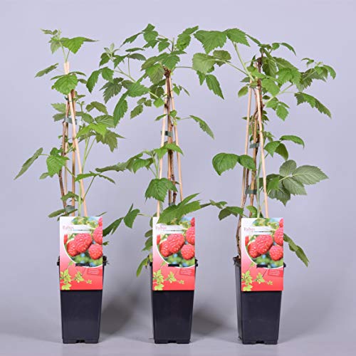 Himbeere Rubus idaeus 'Malling Promise' Beerenobst Gartenpflanze als Busch 40-60cm von PlantaPro