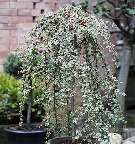 Hochstamm Mispel Juliette 60-80cm - Cotoneaster dammeri von PlantaPro