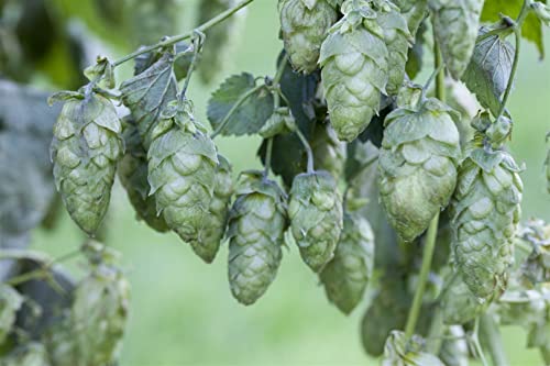 Humulus lupulus 'Hersbrucker' 40-60 cm - Hopfen, grüne Blüten, Blütezeit Juli-September, ideal für Sichtschutz, bienenfreundlich, winterhart Humulus lupulus 'Hersbrucker' 40-60 cm - Hopfen, grüne Blüten, Blütezeit Juli-September, ideal für Sichtschutz, bienenfreundlich, winterhart von PlantaPro