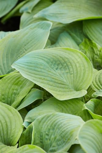 Hosta plantaginea 'Guacamole' ca. 11x11 cm Topf - Duftende Funkie, hellgrüne Blätter, weiße Blüten, Blütezeit August-September, ideal für Schatten, pflegeleicht von PlantaPro