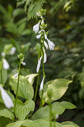 Hosta plantaginea 'Royal Standard' P 1 Duftende Garten-Lilien-Funkie 'Royal Standard',winterhart, deutsche Baumschulqualität, im Topf für optimales anwachsen von PlantaPro