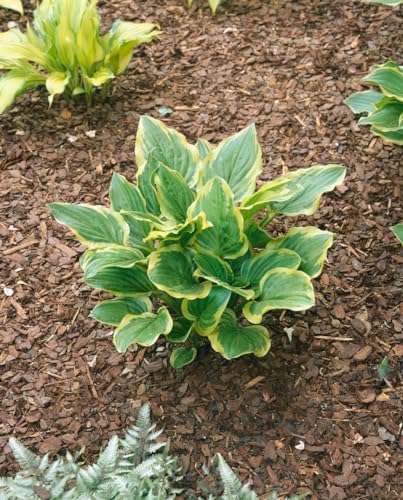 Hosta plantaginea 'So Sweet' ca. 11x11 cm Topf - Duftende Funkie, weiße Blüten, Blütezeit August-September, ideal für schattige Standorte, pflegeleicht von PlantaPro