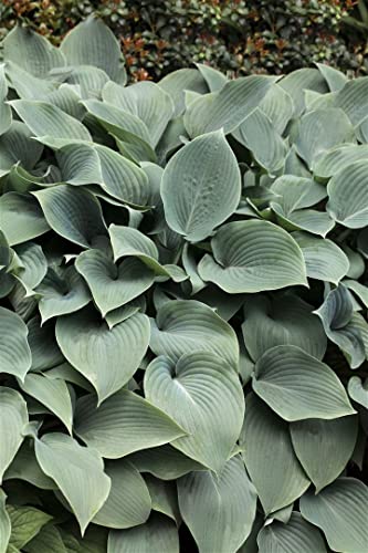 Hosta sieboldiana 'Elegans' ca. 13 cm Topf - Blaublatt-Funkie, große blaue Blätter, Blütezeit Juni-Juli, ideal für Schattenbeete, pflegeleicht und winterhart von PlantaPro
