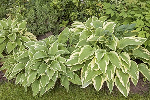 Hosta sieboldii P 0,5 Kleine Siebolds Funkie,winterhart, deutsche Baumschulqualität, im Topf für optimales anwachsen von PlantaPro