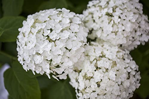 Hydrangea arbor.'Strong Annabelle' -R- C 40-60 Ballhortensie 'Strong Annabelle'®,winterhart, deutsche Baumschulqualität, im Topf für optimales anwachsen von PlantaPro