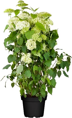 Hydrangea arborescens 'Annabelle' C 80-100 Ballhortensie 'Annabelle',winterhart, deutsche Baumschulqualität, im Topf für optimales anwachsen von PlantaPro