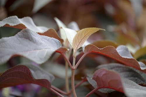 Hydrangea aspera 'Hot Chocolate' 30-40 cm - Samthortensie, rosa Blüten, Blütezeit Juli-September, ideal für halbschattige Standorte, bienenfreundlich, pflegeleicht Hydrangea aspera 'Hot Chocolate' 30-40 cm - Samthortensie, rosa Blüten, Blütezeit Juli-September, ideal für halbschattige Standorte, bienenfreundlich, pflegeleicht von PlantaPro