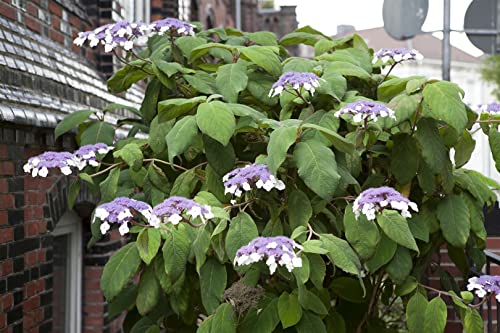Hydrangea aspera 'Macrophylla' 100-125 cm - Samthortensie, lila Blüten, Blütezeit Juli-September, ideal für halbschattige Standorte, bienenfreundlich von PlantaPro