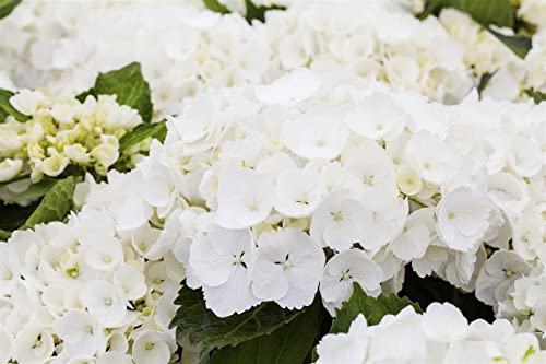 Hydrangea mac. 'First White' C 40-50 Gartenhortensie 'First White'®,winterhart, deutsche Baumschulqualität, im Topf für optimales anwachsen von PlantaPro