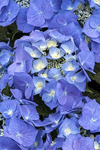 Hydrangea macrophylla 'Blaumeise' C 30-40 Garten-Hortensie 'Blaumeise',winterhart, deutsche Baumschulqualität, im Topf für optimales anwachsen von PlantaPro