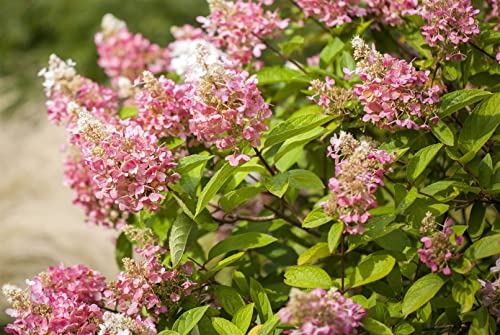 Hydrangea paniculata 'Diamant Pink' 3 L 40-60 Rispen-Hortensie 'Pink Diamond',winterhart, deutsche Baumschulqualität, im Topf für optimales anwachsen von PlantaPro