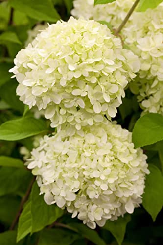 Hydrangea paniculata 'Limelight' -S- C 100-125 Rispenhortensie 'Limelight'(s),winterhart, deutsche Baumschulqualität, im Topf für optimales anwachsen von PlantaPro