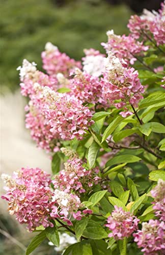 Hydrangea paniculata 'Pinky Winky' -R- C 5 40-60 Rispenhortensie 'Pinky Winky'®,winterhart, deutsche Baumschulqualität, im Topf für optimales anwachsen von PlantaPro