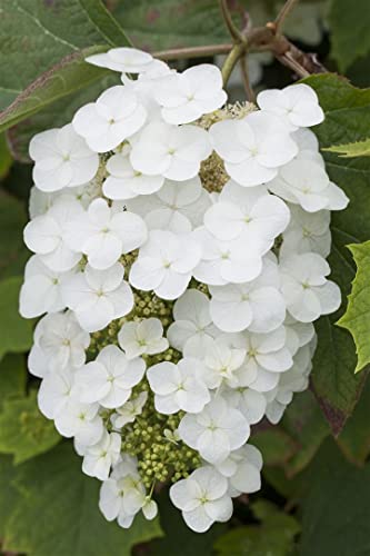 Hydrangea quercifolia 'Snowflake' C 40-60 Eichenblättrige Hortensie 'Snowflake',winterhart, deutsche Baumschulqualität, im Topf für optimales anwachsen von PlantaPro