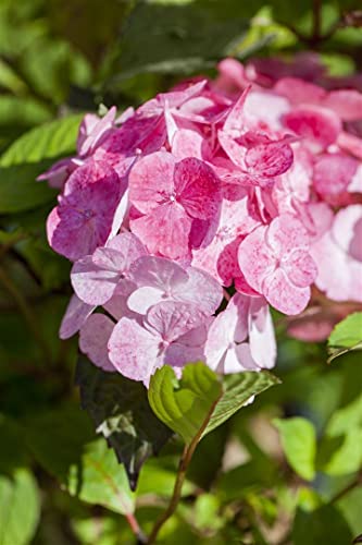 Hydrangea serrata 'Preziosa' 40-60 cm - Berghortensie, rosa bis rote Blüten, Blütezeit Juni-September, ideal für Halbschatten, pflegeleicht und winterhart Hydrangea serrata 'Preziosa' 40-60 cm - Berghortensie, rosa bis rote Blüten, Blütezeit Juni-September, ideal für Halbschatten, pflegeleicht und winterhart von PlantaPro