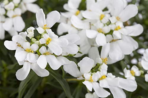 Iberis sempervirens 'Snowflake' P 0,5 Immergrüne Schleifenblume 'Schneeflocke',winterhart, deutsche Baumschulqualität, im Topf für optimales anwachsen von PlantaPro