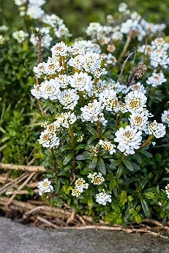Iberis sempervirens 'Zwergschneeflocke' ca. 9x9 cm Topf - Schleifenblume, weiße Blüten, Blütezeit April-Mai, ideal für Steingärten, winterhart, pflegeleicht von PlantaPro