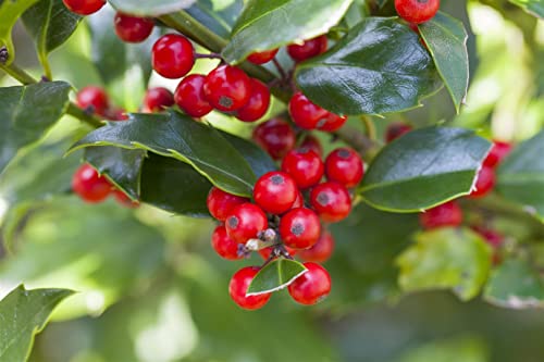 Ilex aquif.'Alaska' C 5 30-40 Alaska-Stechpalme 'Alaska',winterhart, deutsche Baumschulqualität, im Topf für optimales anwachsen von PlantaPro