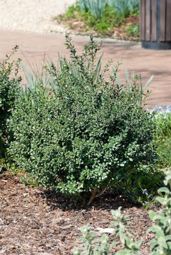 Ilex crenata 'Green Glory' - Japanische Löffel-Ilex, immergrüne Gartenpflanze, Sta C3 Krone, mehrjährig, Stammhöhe 40cm von PlantaPro