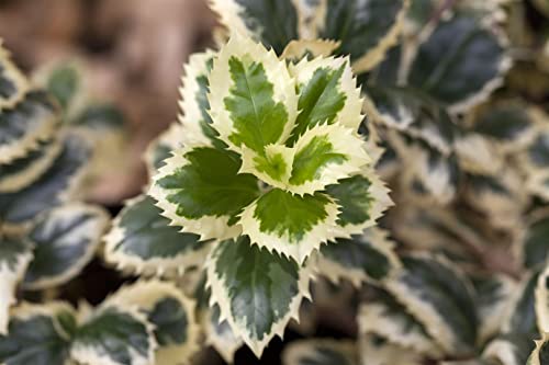 Ilex meserveae 'Casanova' -S- C 3 25-30 Stechpalme männlich 'Casanova'(s),winterhart, deutsche Baumschulqualität, im Topf für optimales anwachsen von PlantaPro