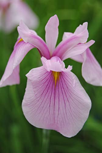 Iris laevigata 'Rose Queen' P 0,5 Garten-Sumpf-Schwertlilie 'Rose Queen',winterhart, deutsche Baumschulqualität, im Topf für optimales anwachsen von PlantaPro