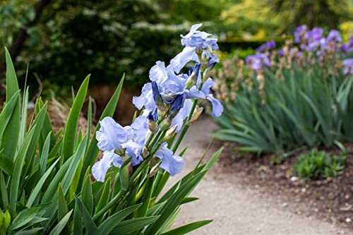 Iris x barb.-elat. ca. 11x11 cm Topf - Bart-Iris, hellblaue Blüten, Blütezeit Mai-Juni, ideal für Rabatten, pflegeleicht und winterhart von PlantaPro