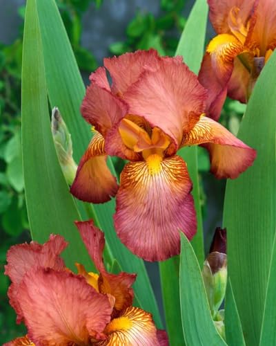 Iris x barb.-elat. 'Natchez Trace' ca. 11x11 cm Topf - Bart-Iris, weiße Blüten, Blütezeit Mai-Juni, ideal für Rabatten, pflegeleicht und winterhart Iris x barb.-elat. 'Natchez Trace' ca. 11x11 cm Topf - Bart-Iris, weiße Blüten, Blütezeit Mai-Juni, ideal für Rabatten, pflegeleicht und winterhart von PlantaPro