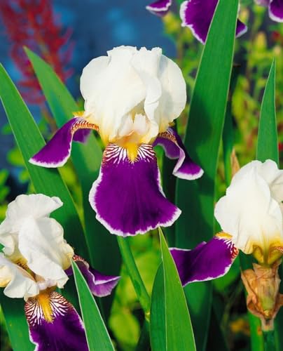 Iris x barb.-elat. 'Wabash' ca. 11x11 cm Topf - Bart-Iris, zweifarbige Blüten, Blütezeit Mai-Juni, ideal für Rabatten, pflegeleicht und winterhart von PlantaPro
