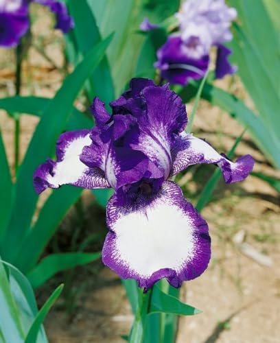Iris x barb.-elat. 'Going My Way' ca. 11x11 cm Topf - Bart-Iris, violett-blaue Blüten, Blütezeit Mai-Juni, ideal für Rabatten, pflegeleicht und winterhart Iris x barb.-elat. 'Going My Way' ca. 11x11 cm Topf - Bart-Iris, violett-blaue Blüten, Blütezeit Mai-Juni, ideal für Rabatten, pflegeleicht und winterhart von PlantaPro