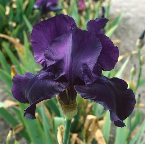 Iris x barbata-elatior 'Night Owl' P1 - Dunkelviolette Bart-Iris, Winterhart & Pflegeleicht, Blütenpracht für Garten & Beet von PlantaPro