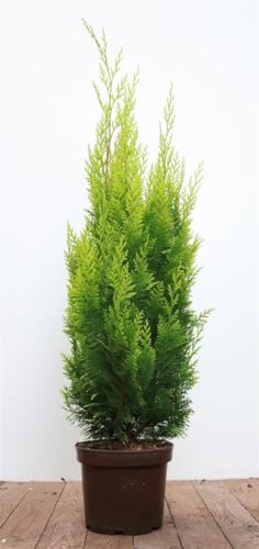 Ivonne Gelbe Scheinzypresse - Chamaecyparis lawsoniana, 60-80cm, Immergrün, Winterhart, Garten-Heckenpflanze von PlantaPro