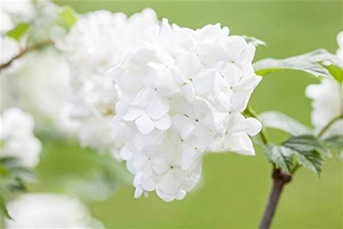 Japananischer Schneeball Viburnum plicatum 'Summer Snowflake' im Topf gewachsen ca. 30-40cm von PlantaPro