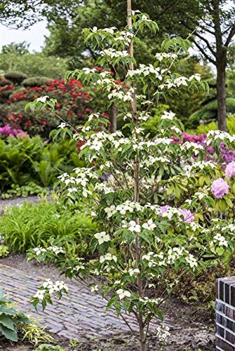 Japanischer Blumen Hartriegel Cornus kousa chinensis 'China Girl' im Topf gewachsen ca. 60cm von PlantaPro