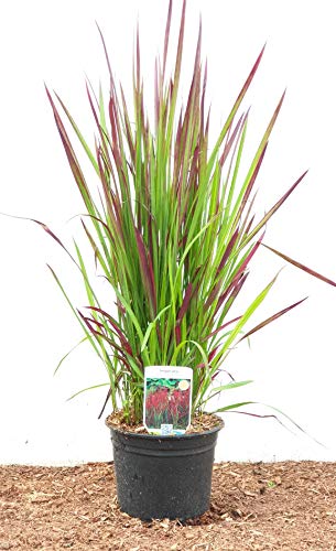 Japanisches Blutgras Imperata cylindrica Red Baron 2 Liter Pflanzcontainer von PlantaPro